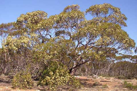 Эвкалипт маслянистый – дерево в цвету