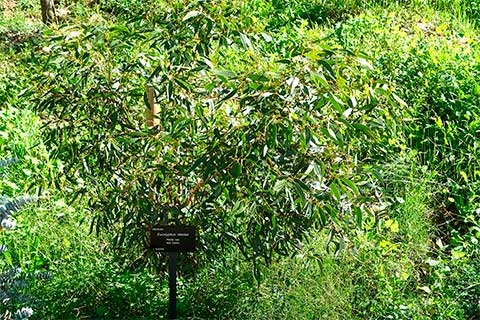 Эвкалипт маслянистый растёт в Ботаническом саду Барселоны