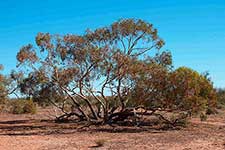 Дерево эвкалипт общественный (Eucalyptus socialis)