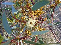 Эвкалипт общественный – цветочные почки и цветы