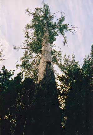 Эвкалипт царственный (Eucalyptus regnans) - вид на дерево снизу