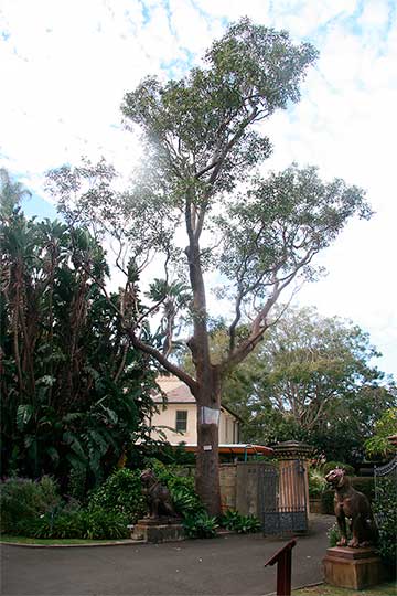 Эвкалипт крепкий (Eucalyptus robusta) – дерево, посаженное в 1813 г. Королевский ботанический сад, Сидней