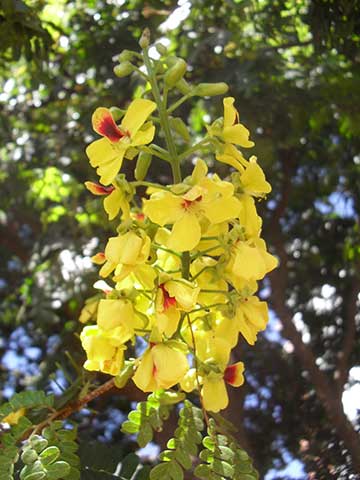 Цезальпиния ежовая - Caesalpinia echinata