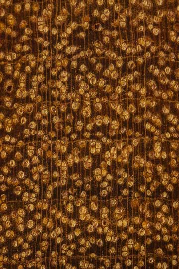 Цезальпиния ежовая (Caesalpinia echinata) – торец доски – волокна древесины, увел. 10х