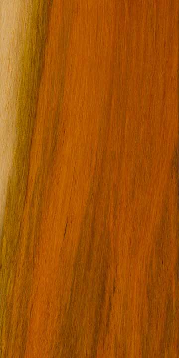 Цезальпиния ежовая (Caesalpinia echinata) – древесина под лаком