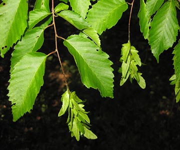 Граб каролинский – листья и зелёные плоды