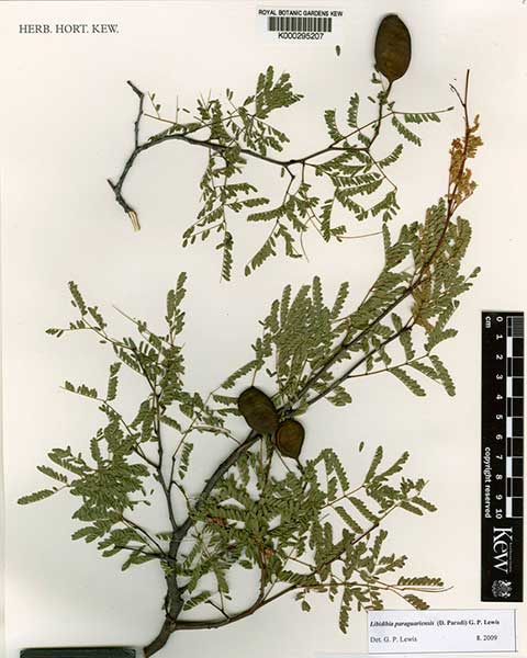 Libidibia paraguariensis (Caesalpinia paraguariensis)