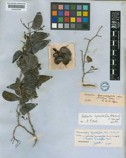 Гербарий – Палисандр Тиете (Guibourtia hymenaeifolia)