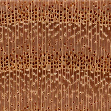 Gymnocladus dioicus - торец доски – волокна древесины