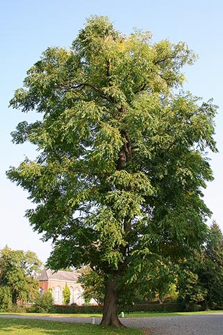 Кентуккийское кофейное дерево (Gymnocladus dioicus) или канадский Шико. Бельгия