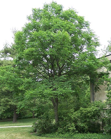 Кентуккийское кофейное дерево (Gymnocladus dioicus). Чикаго, США