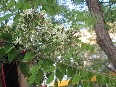 Кентуккийское кофейное дерево в период цветения