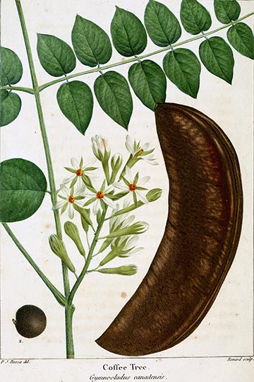 Ботаническая иллюстрация из книги Франсуа-Андре́ Мишо́ The North American sylva, 1819