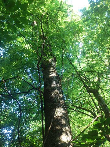 Celtis laevigata. Дерево в юго-восточной Луизиане