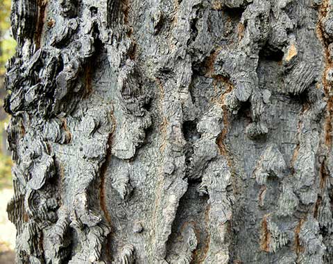 Celtis occidentalis. Гребни на коре дерева в ботаническом саду Евремовац в Сербии