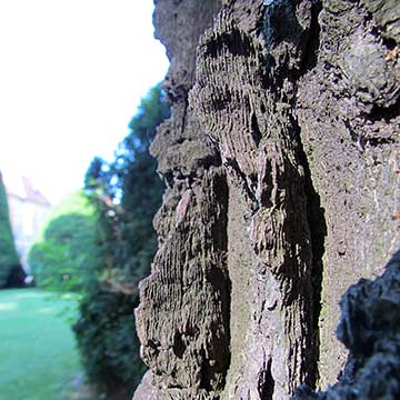 Celtis occidentalis. Крупным планом гребни на коре уличного дерева в Сербии