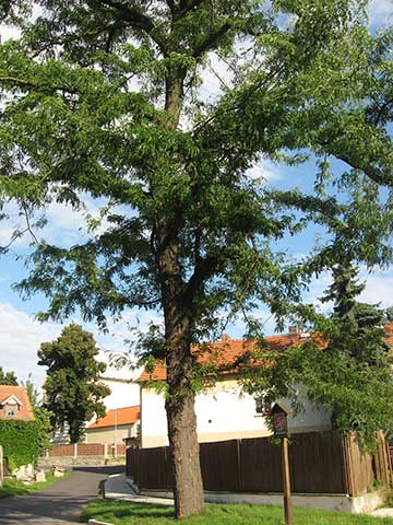 Общий вид дерева в Славетине (Чехия)