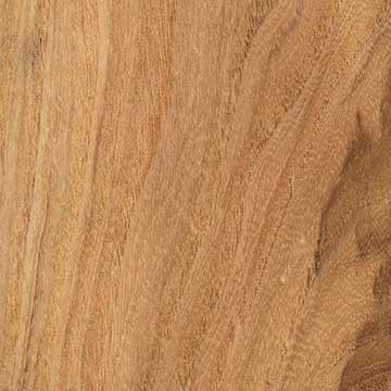 Медоносная акация (Gleditsia triacanthos) – древесина под лаком