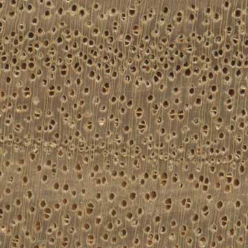 Идигбо (Terminalia ivorensis) - торец доски – волокна древесины