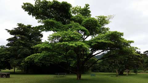 Дерево, растущее в африканской части Ботанического сада Хоумаухия на острове Оаху, Гавайи – Идигбо (Terminalia ivorensis)