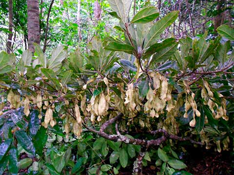Листья и фрукты – Идигбо (Terminalia ivorensis)