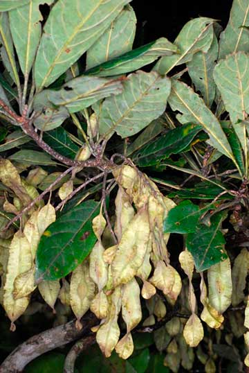 Крупный план листьев и плодов – Идигбо (Terminalia ivorensis)