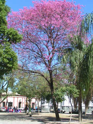 Handroanthus-impetiginosus - Цветение в Корриентесе, Аргентина