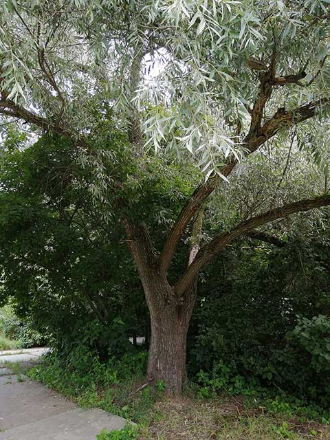Salix alba - ива белая (ветла)