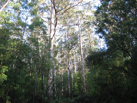 Лес Карри вокруг Пембертона (Pemberton, Западная Австралия)