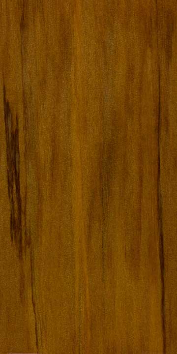 Восточно-индийское каури (Agathis dammara) – древесина под лаком