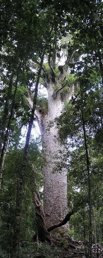 Дерево каури в лесу Вайпуа, Новая Зеландия