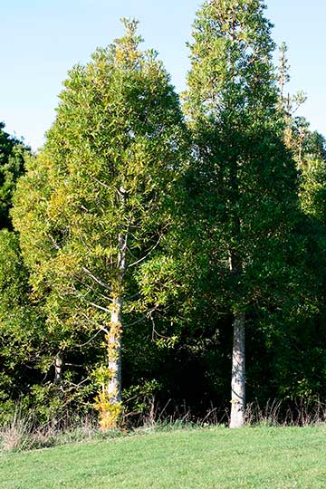 Agathis macrophylla – культивируемые молодые деревья в Окленде (Новая Зеландия)
