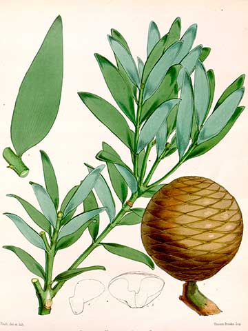 Ботаническая иллюстрация листьев и зрелой шишки из книги Flora Vitiensis (1865-1873)