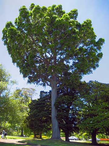 Квинслендское каури (Agathis robusta). Южный Квинсленд (Австралия)