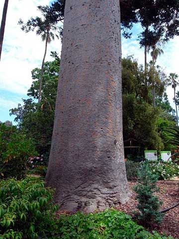 Квинслендское каури (Agathis robusta) – ствол дерева