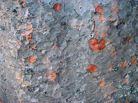 Квинслендское каури (Agathis robusta) – кора