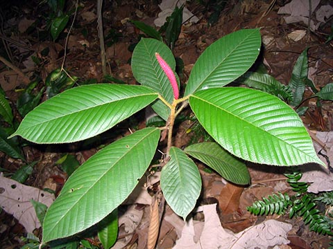 Dipterocarpus bourdillonii саженец из Пе-Ровура