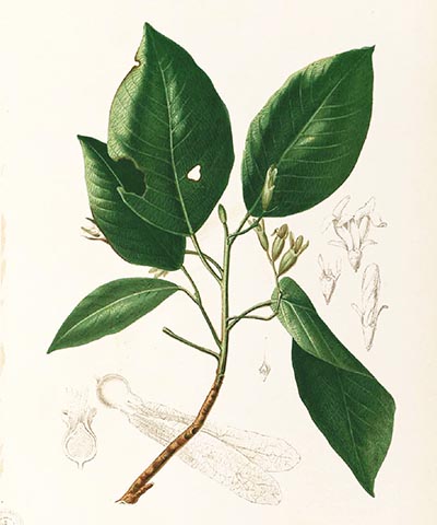 Dipterocarpus alatus. Ботаническая иллюстрация