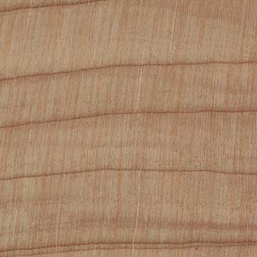 Монтерейский кипарис (Cupressus macrocarpa) – торец доски – волокна древесины