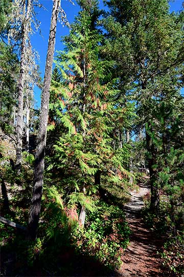 Молодое дерево в Национальном парке Норт-Каскейдс