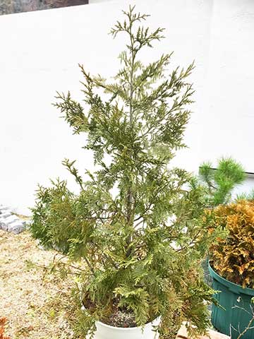 Кипарис нутканский (Cupressus nootkatensis) - Glauca