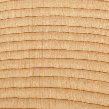 Кипарис нутканский (Cupressus nootkatensis) – торец доски – волокна древесины