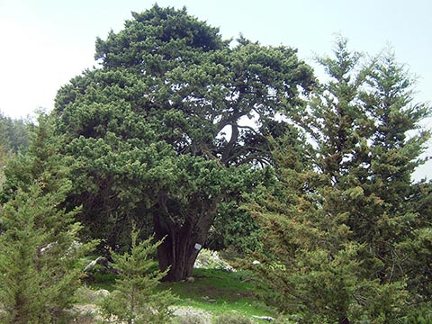 Средиземноморский Кипарис (Cupressus sempervirens) в горах Кириния