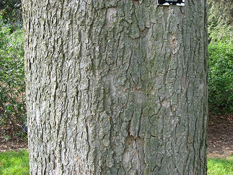 Aesculus glabra – ствол дерева