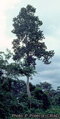 Внешний вид дерева Кото