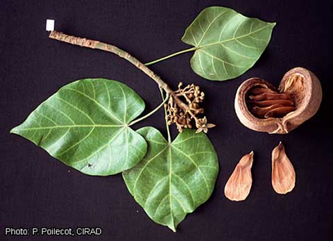 Листья и плоды Pterygota macrocarpa