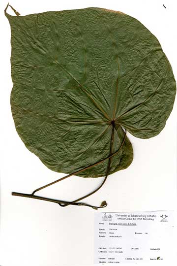 Лист Pterygota macrocarpa