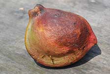 Плод (Pterygota macrocarpa)
