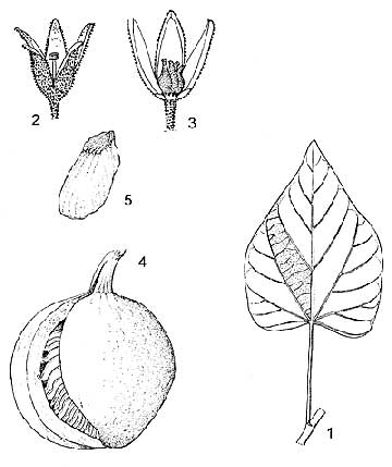 Pterygota macrocarpa: 1 – лист, 2 – мужской цветок, 3 – женский цветок, 4 – плод, 5 – семя