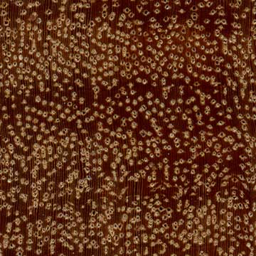 Кумару - торец доски – волокна древесины